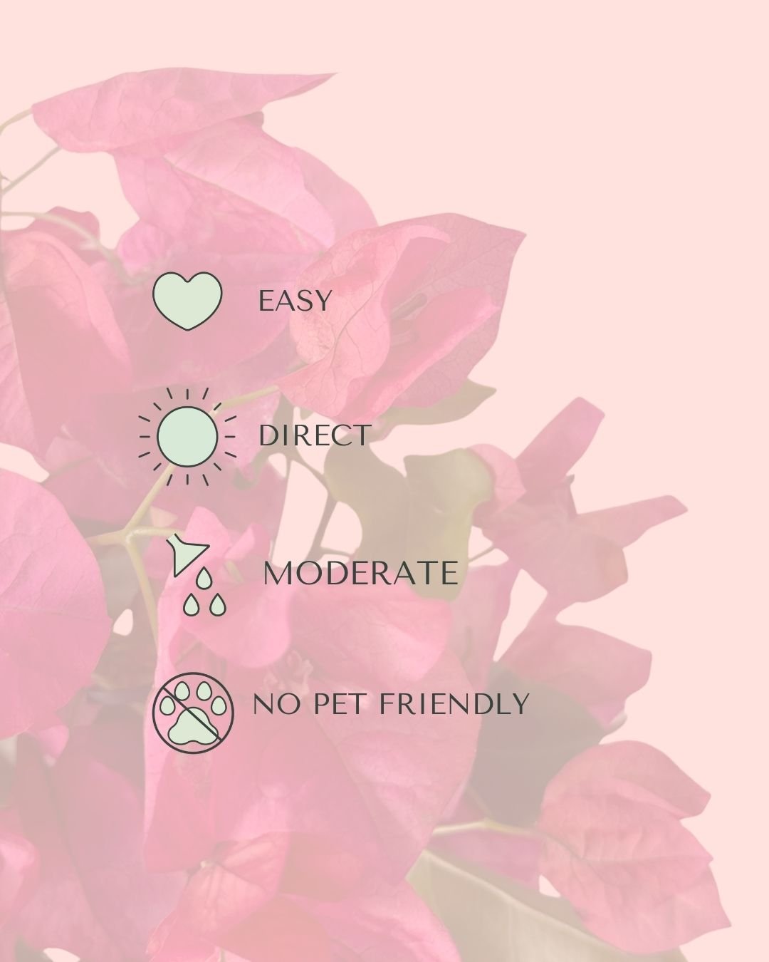 Buganvilla Rosa - Bougainvillea M - Pur Plant