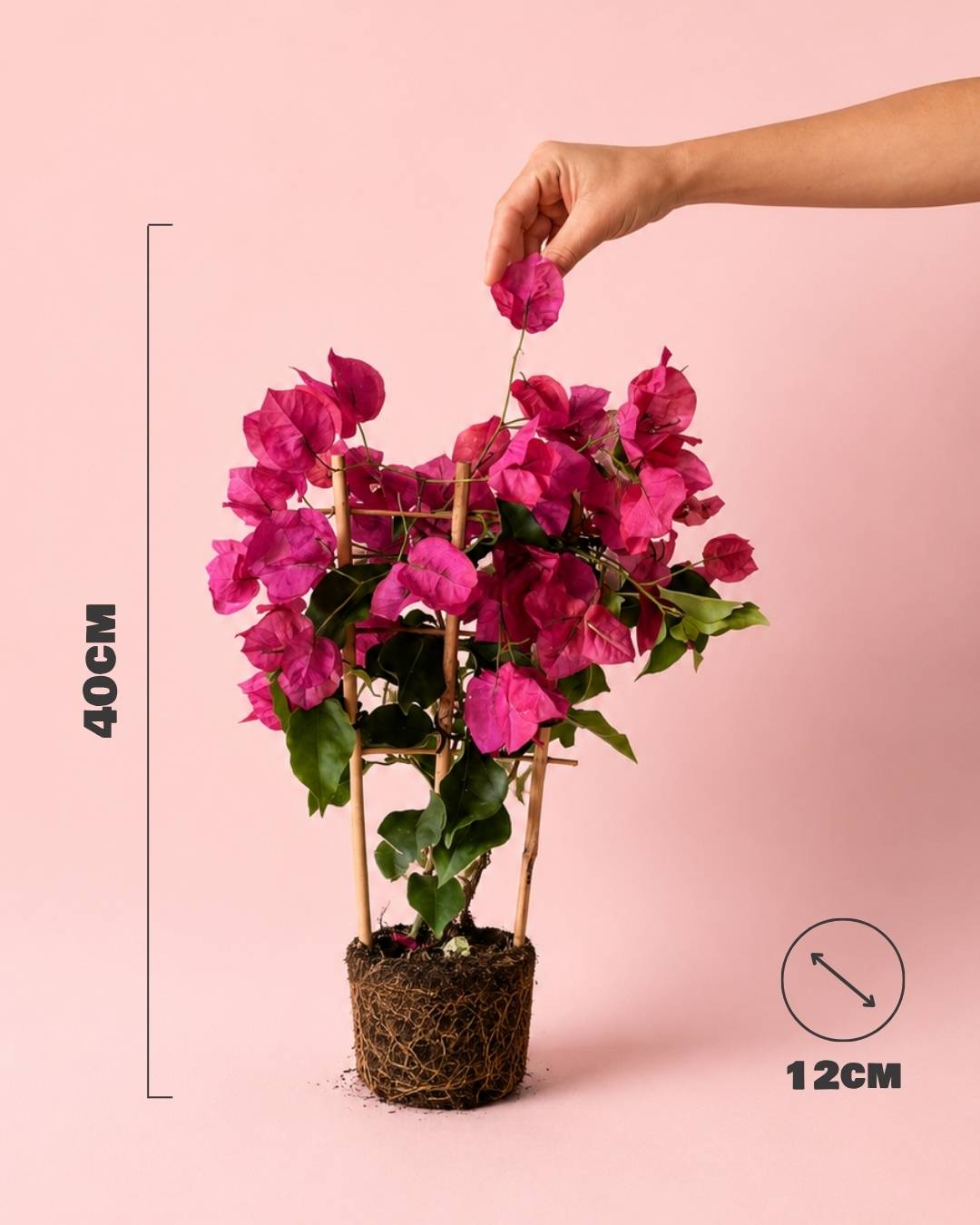 Buganvilla Rosa - Bougainvillea M - Pur Plant