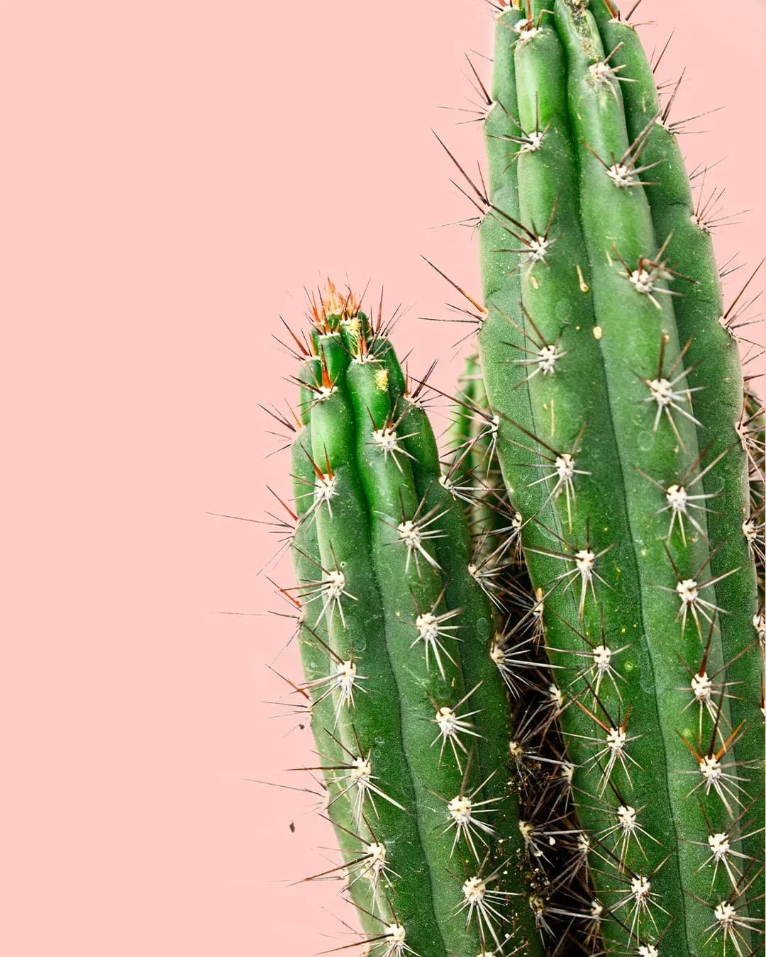 Cactus Cereus Forbesii M - Pur Plant