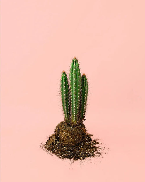Cactus Cereus Forbesii M - Pur Plant