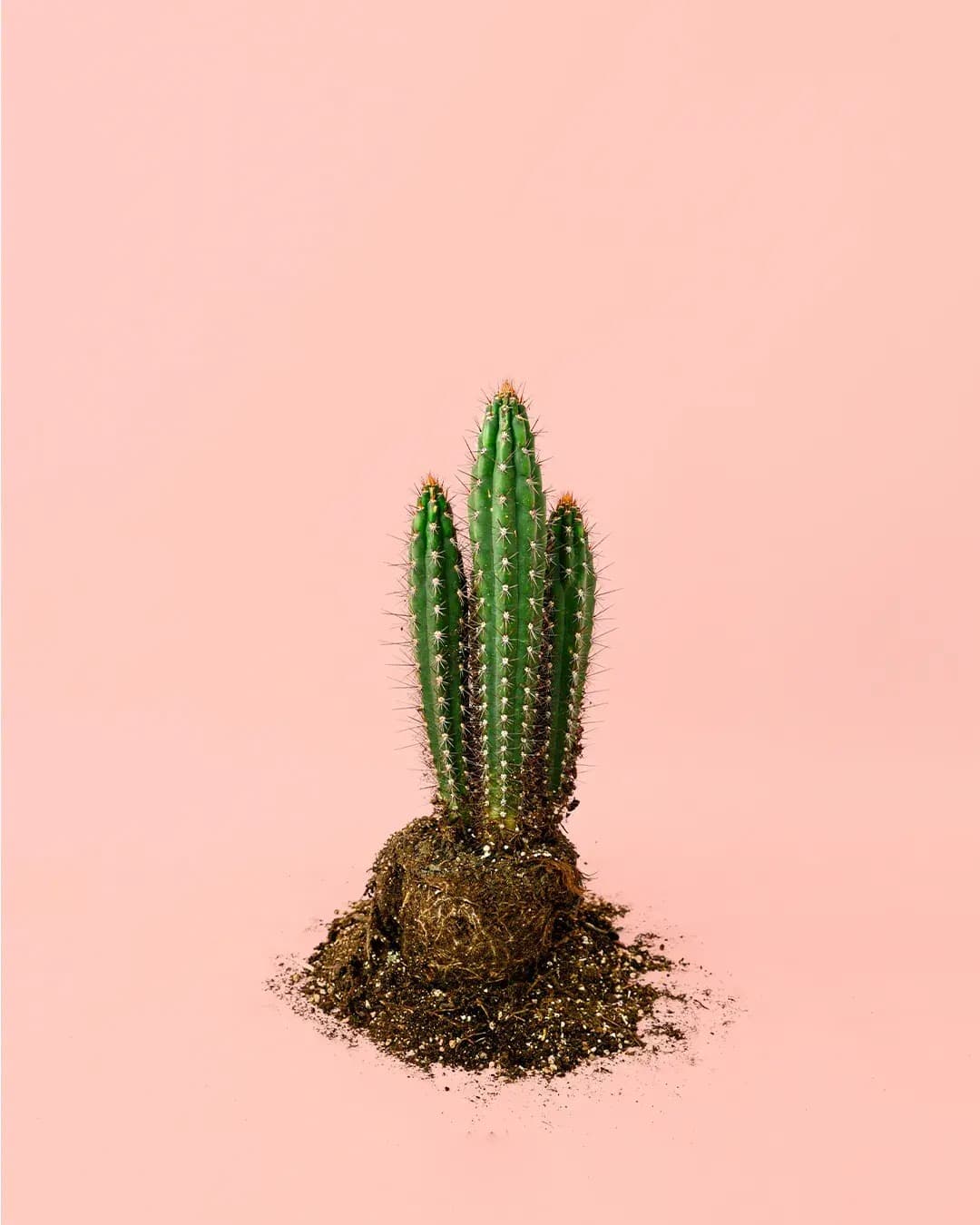 Cactus Cereus Forbesii M - Pur Plant
