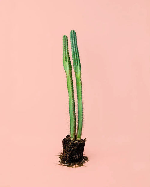 Cactus Columnar M - Pur Plant