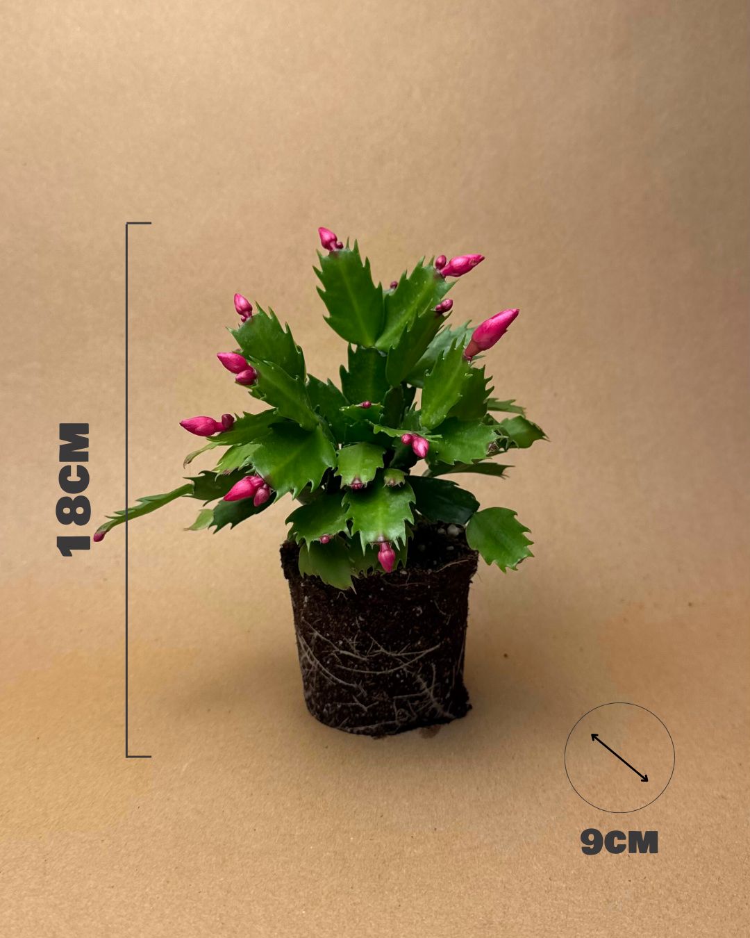 Cactus de Navidad Rosa Mini - Pur Plant