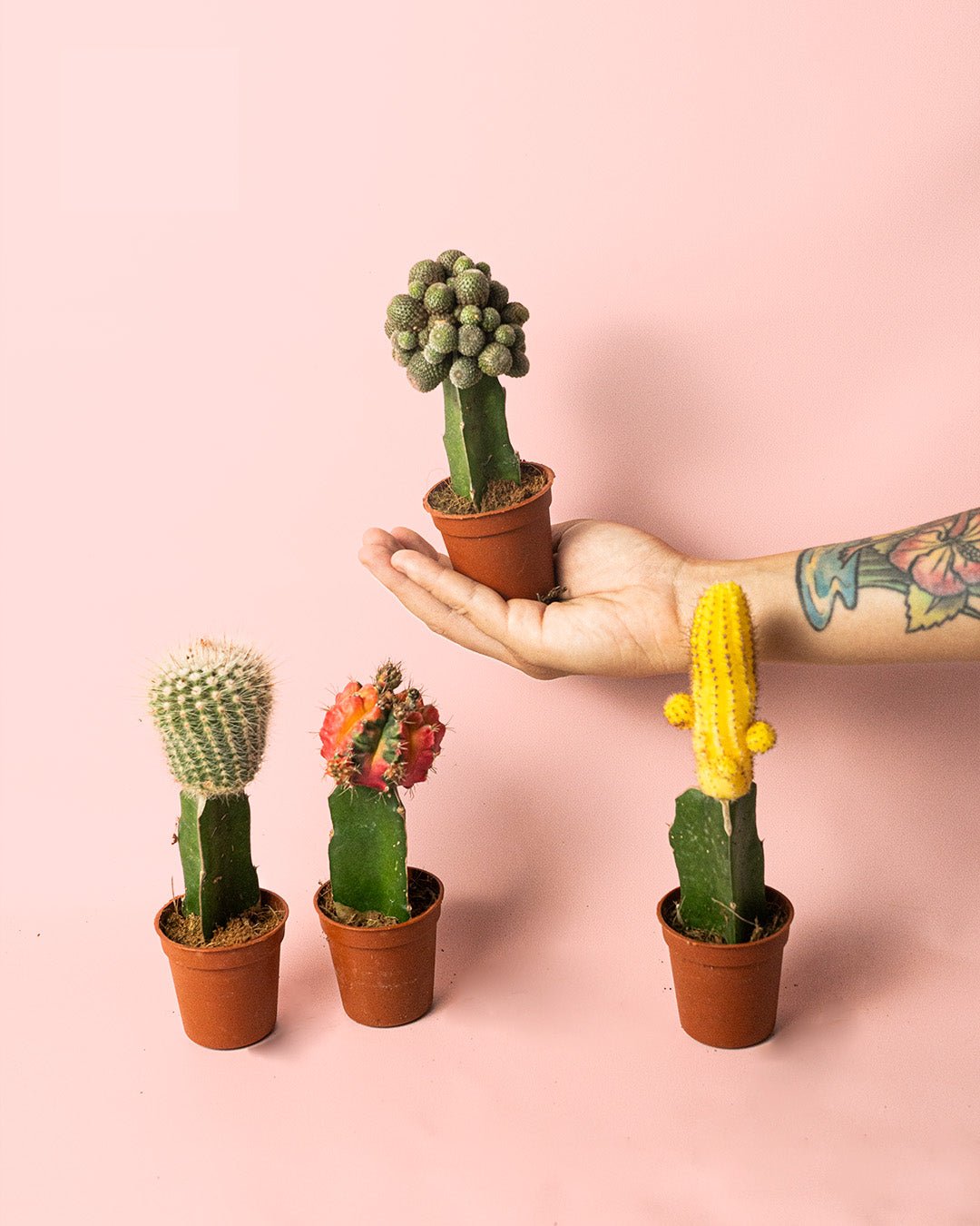 Cactus Mix Mini Box M - Pur Plant