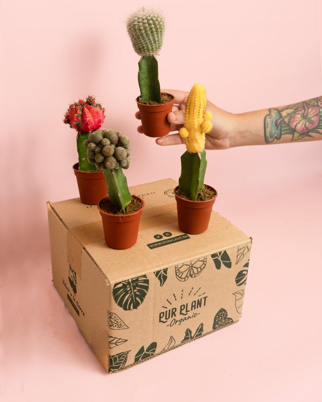 Cactus Mix Mini Box M - Pur Plant