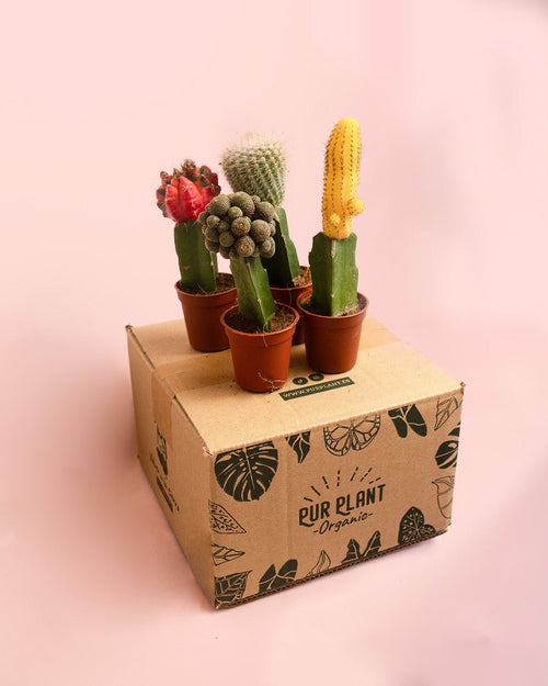 Cactus Mix Mini Box M - Pur Plant
