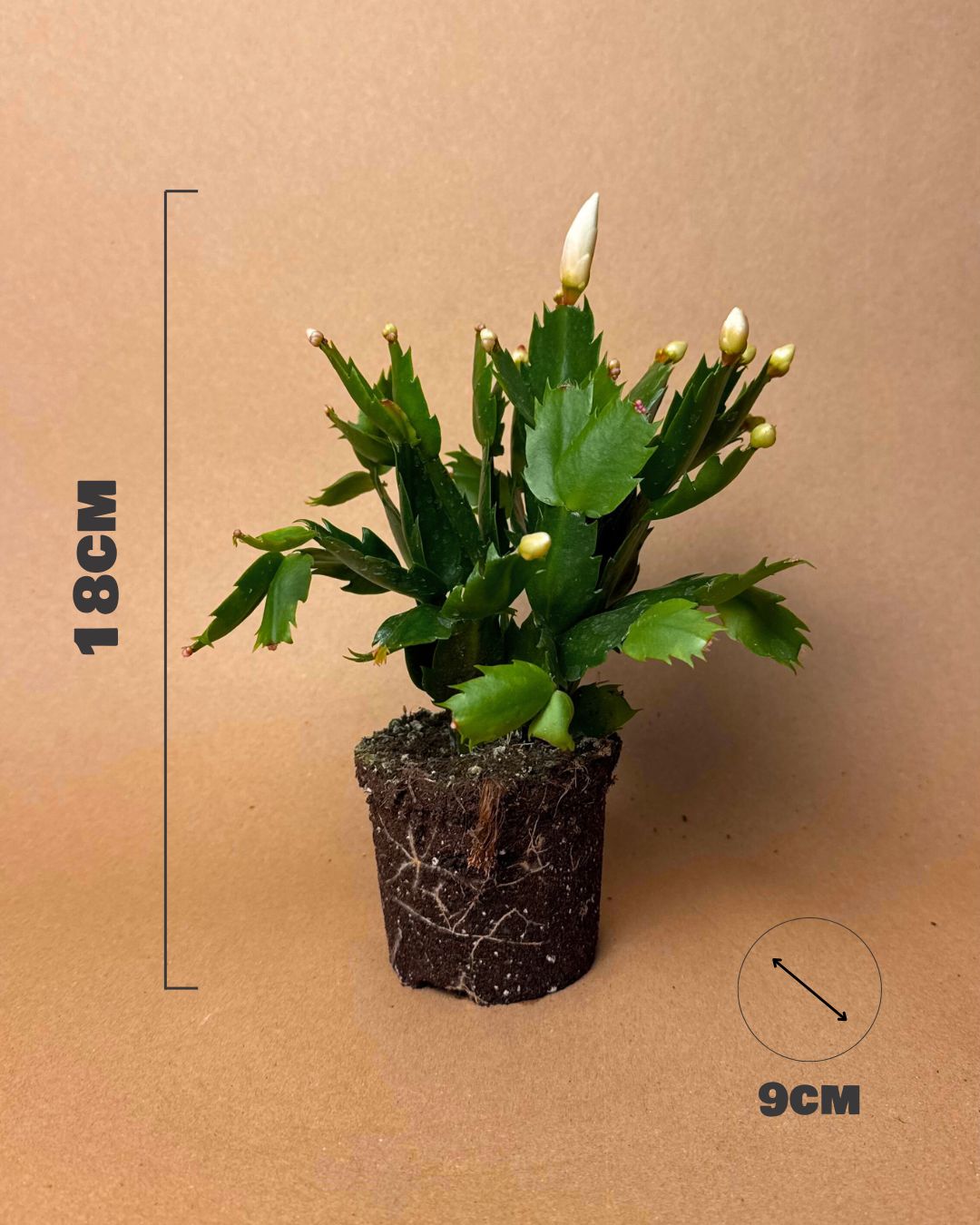 cactus navidad blanco medidas