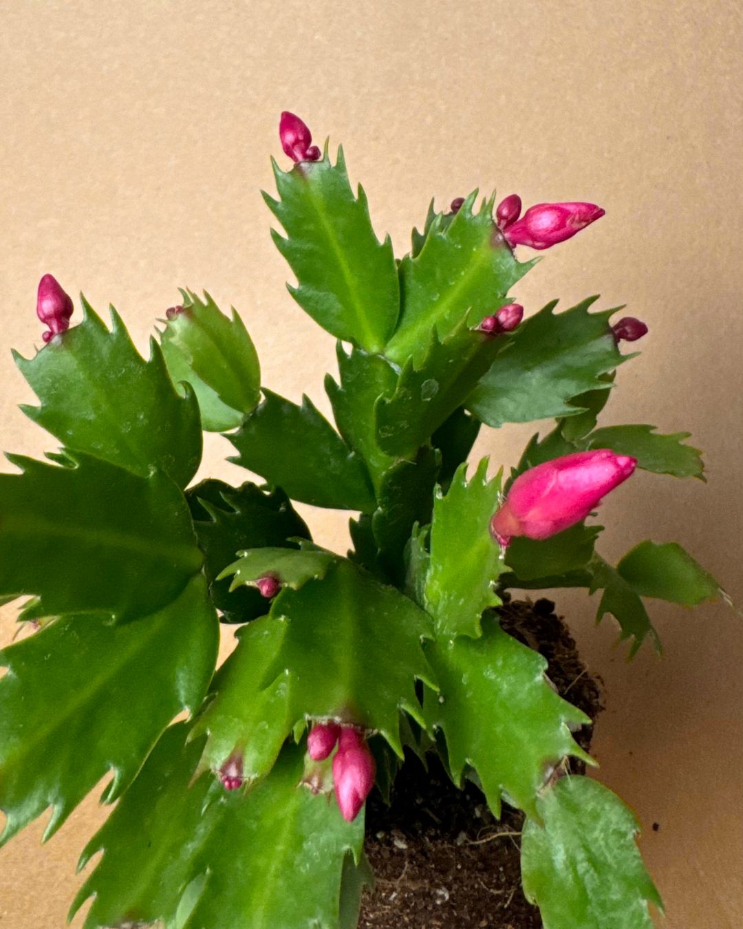 cactus navidad rosa detalle