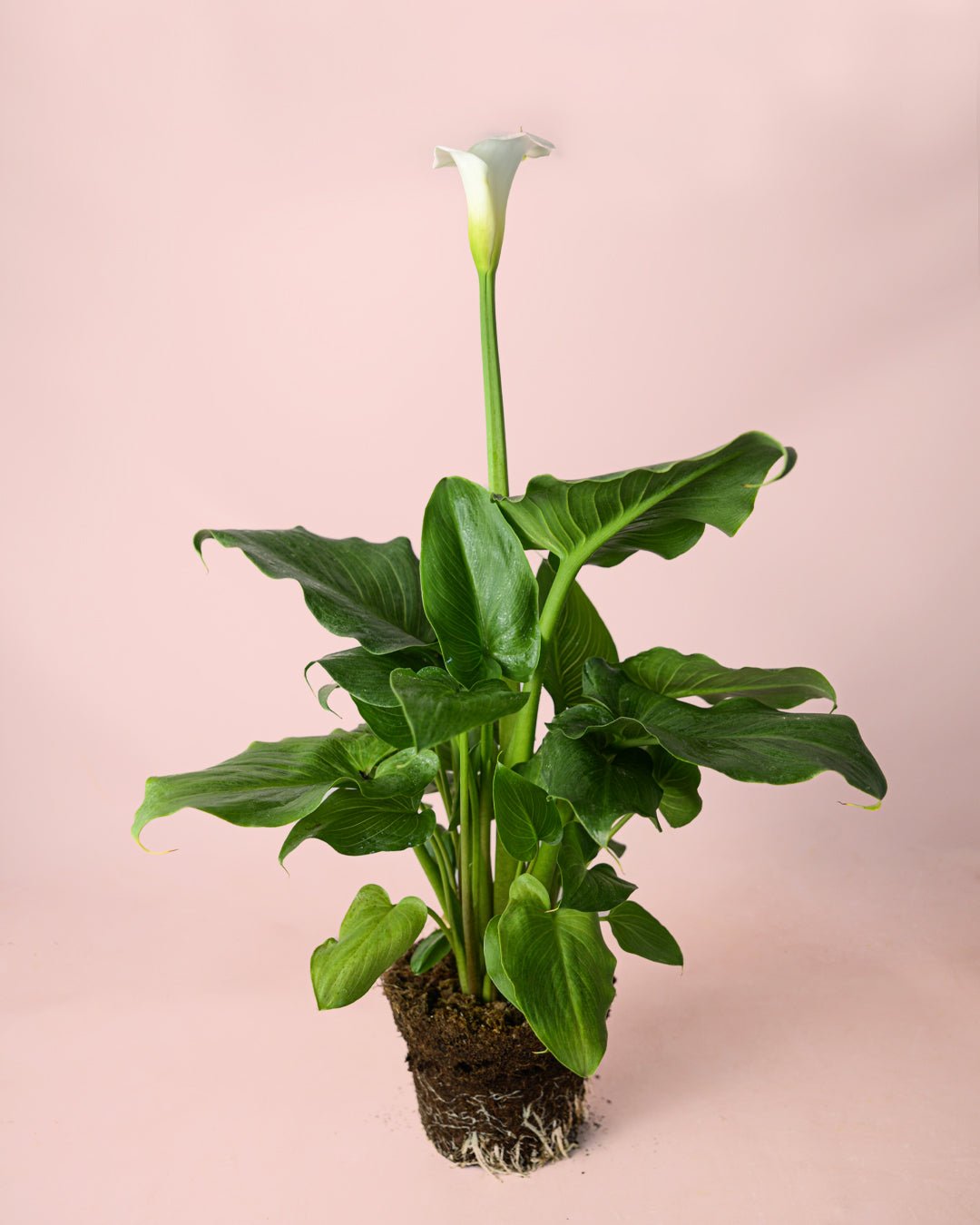 Cala – Lirio del Agua L - Pur Plant