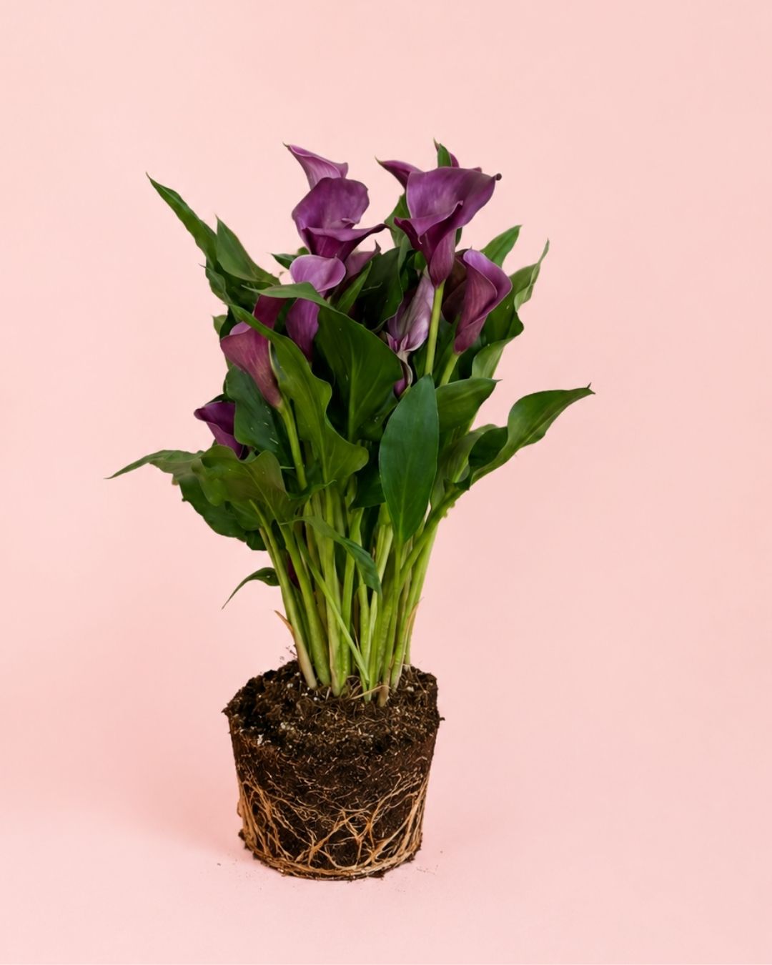 cala_lirio_agua_mix-2