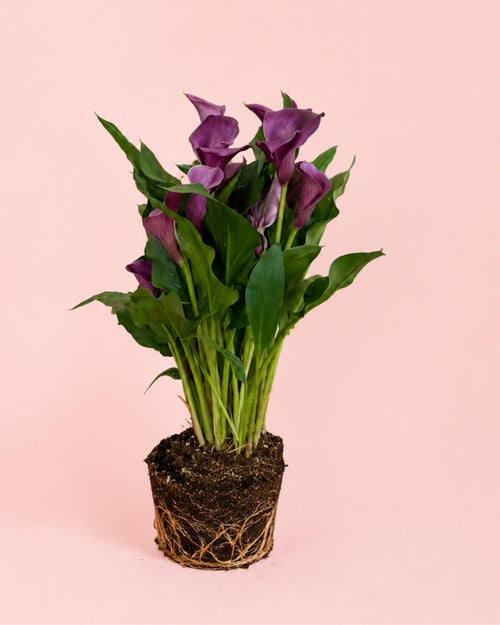 cala_lirio_agua_mix-2