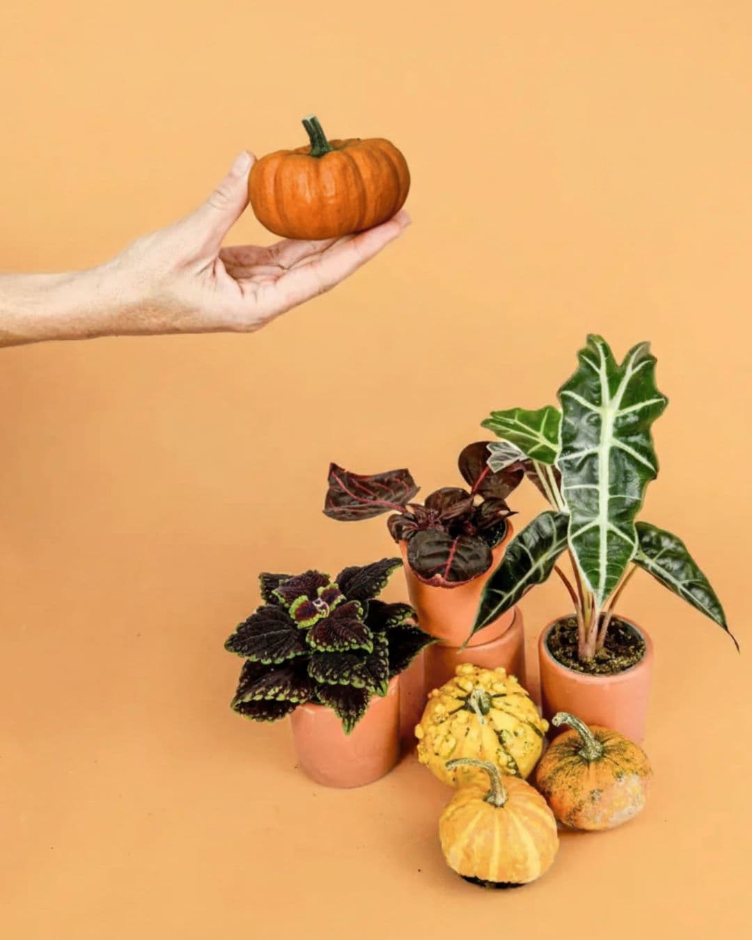 calabaza natural para halloween