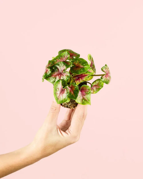 Caladium Casey Mini - Pur Plant