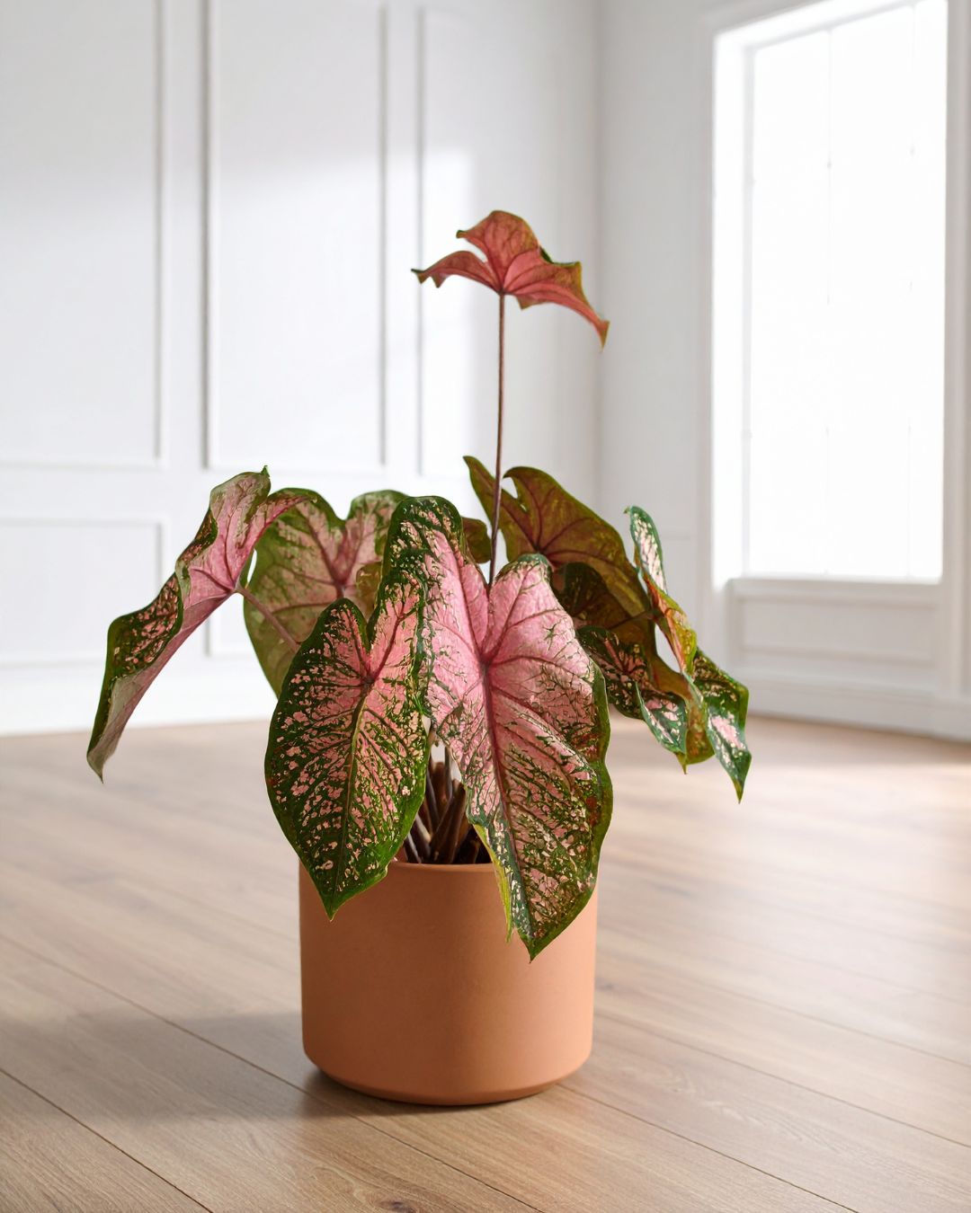 caladium m contexto