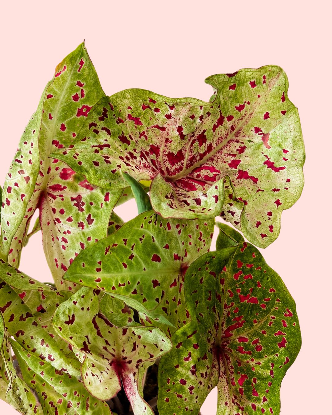 Caladium Miss Muffet M - Pur Plant