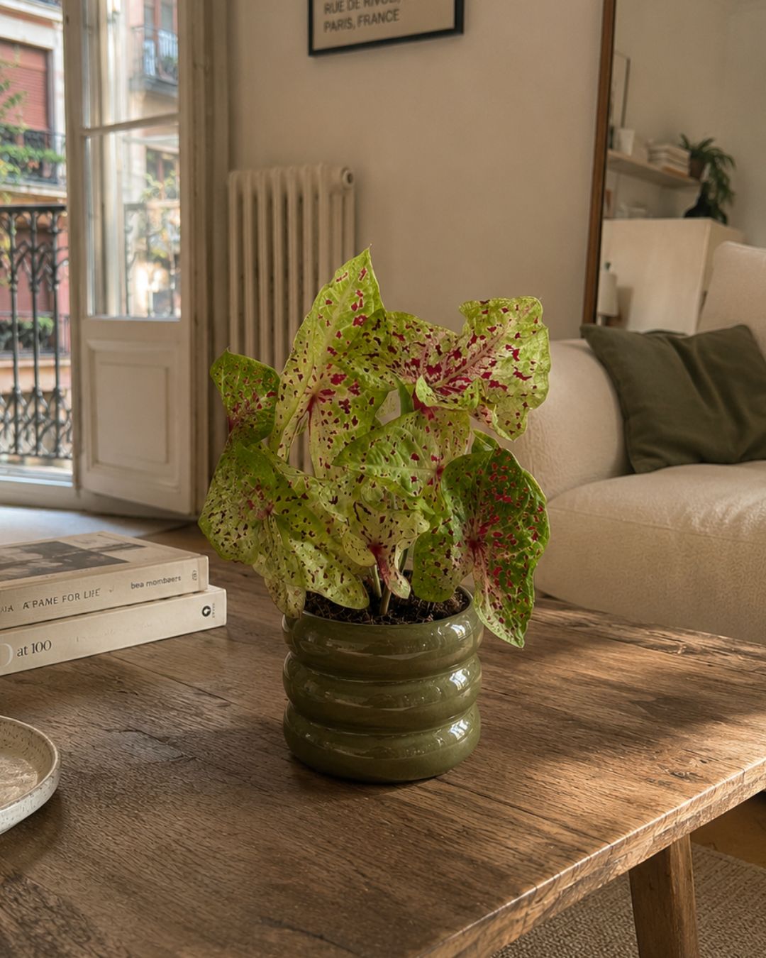 Caladium Miss Muffet M - Pur Plant