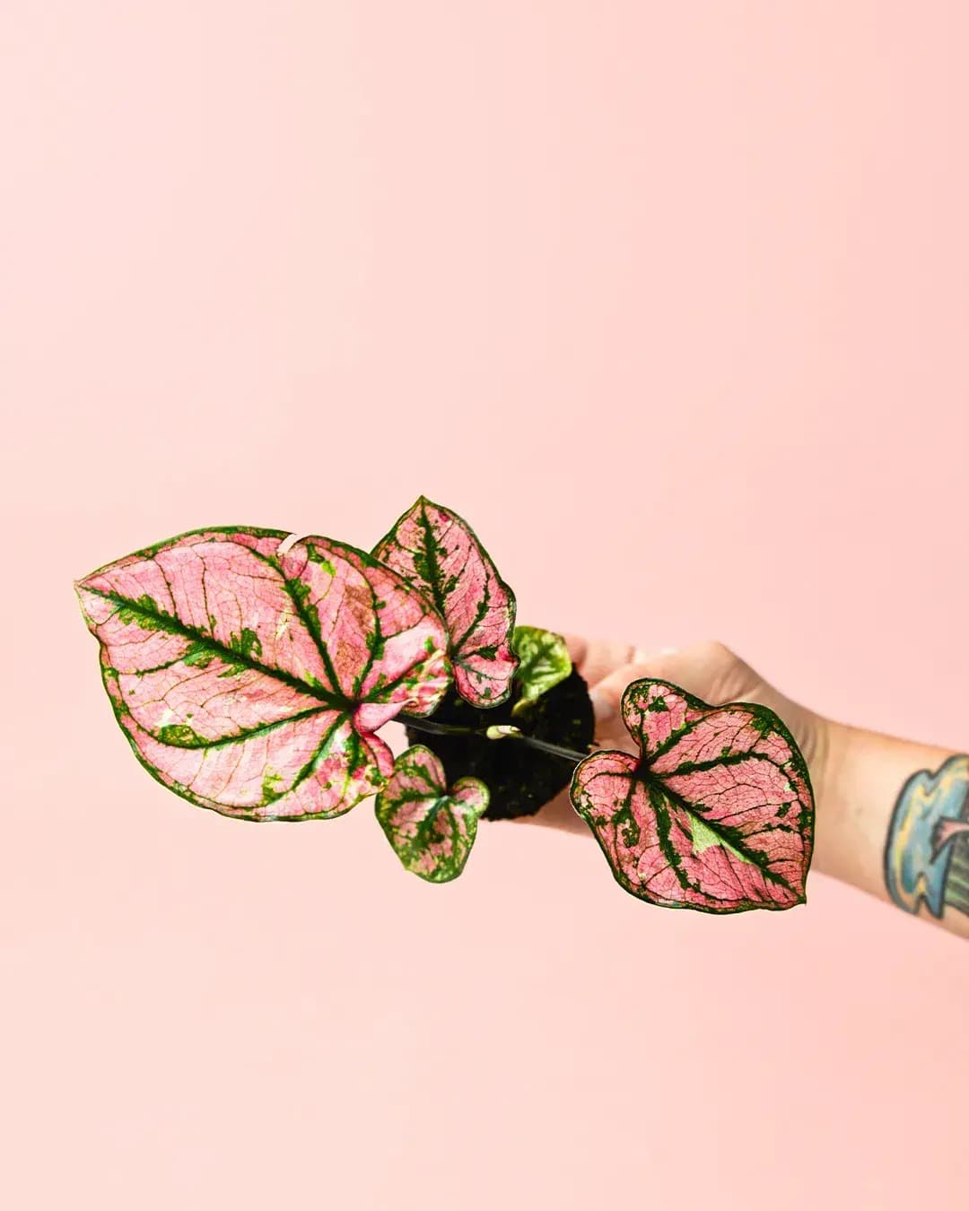 Caladium Pink Mini - Pur Plant