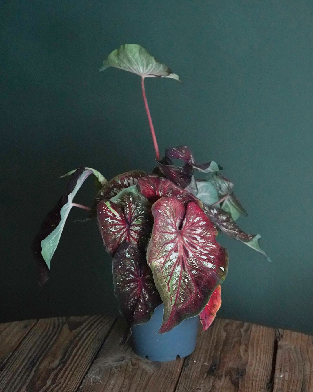 caladium sala