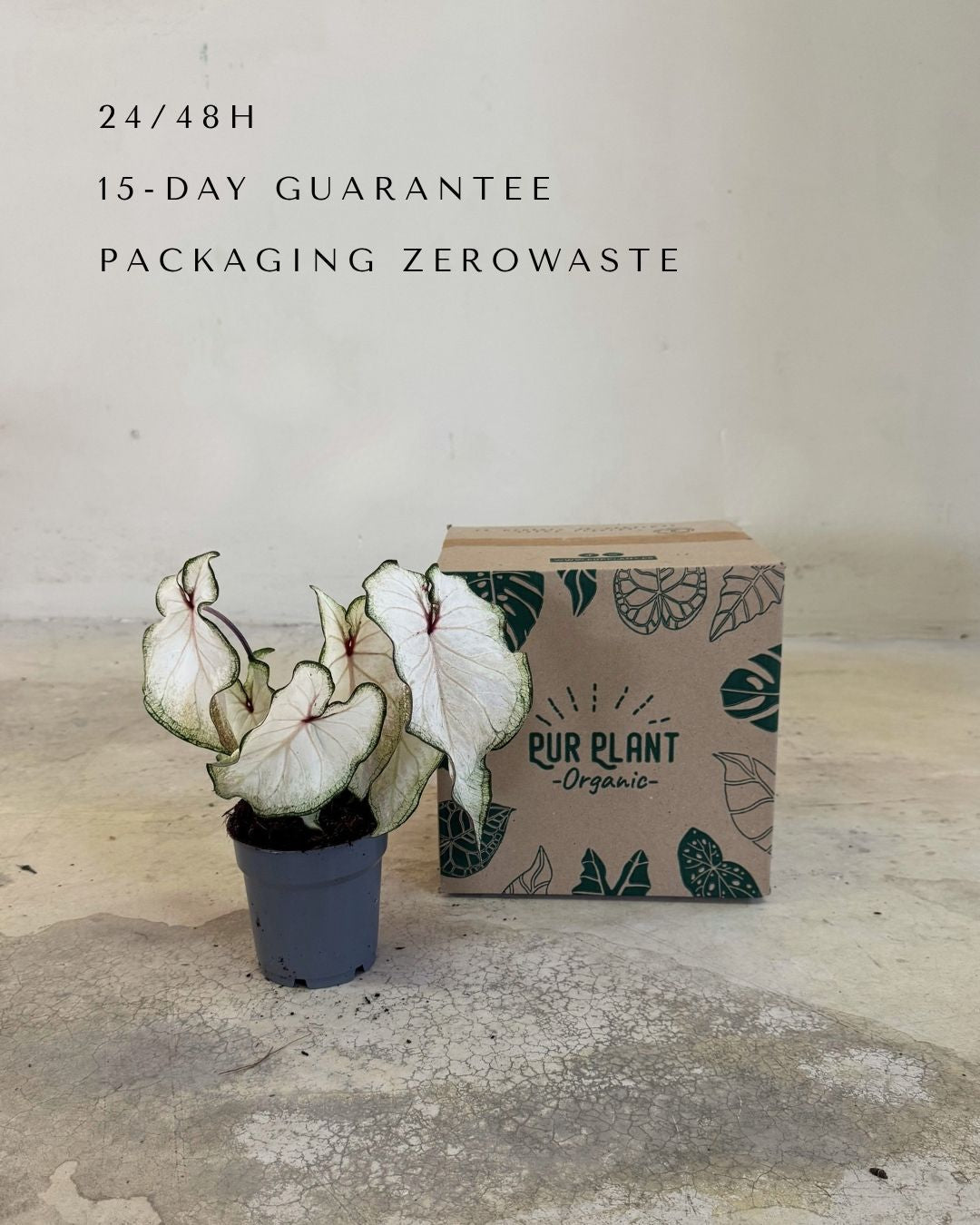 Caladium White M - Pur Plant
