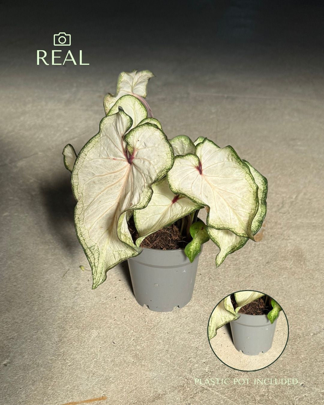 Caladium White M - Pur Plant