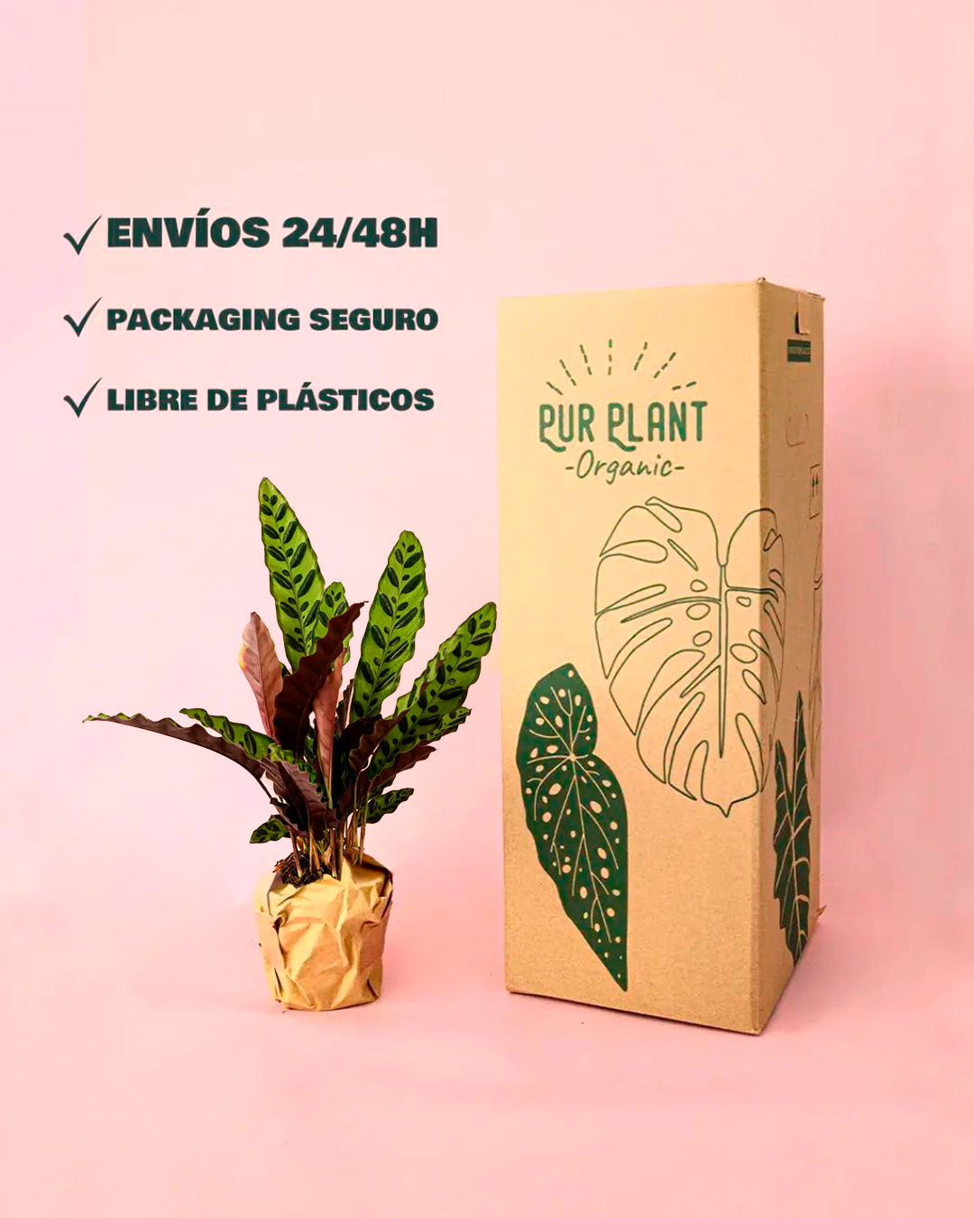 calathea-lancifolia-envio-seguro