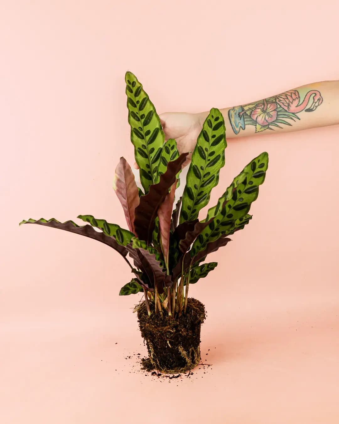 Calathea Lancifolia M - Pur Plant