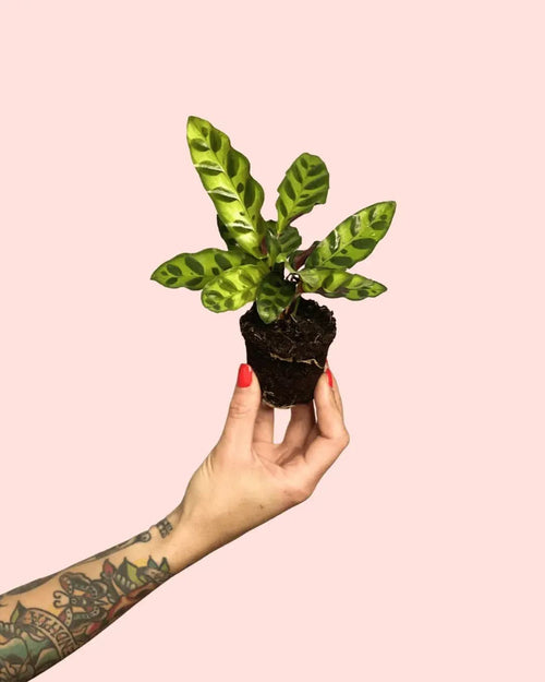 Calathea Lancifolia Mini - Pur Plant