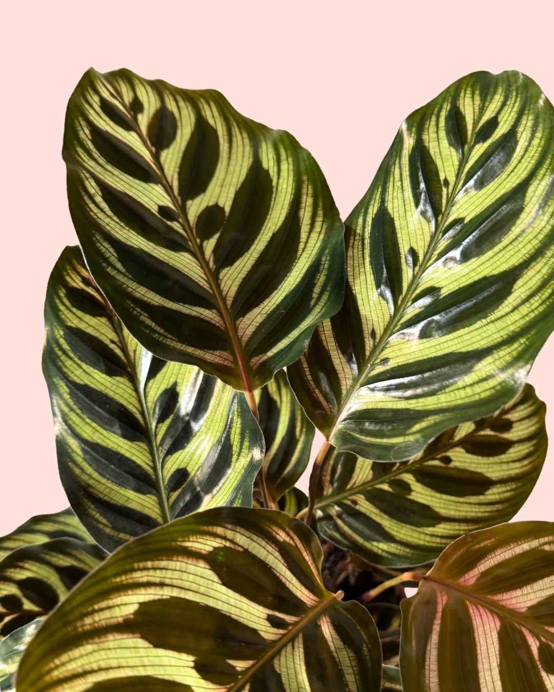 Calathea Makoyana M - Pur Plant