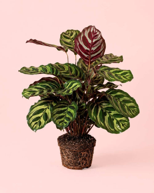 Calathea Makoyana M - Pur Plant