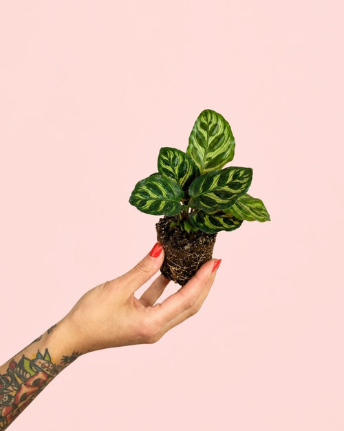 Calathea Makoyana Mini - Pur Plant