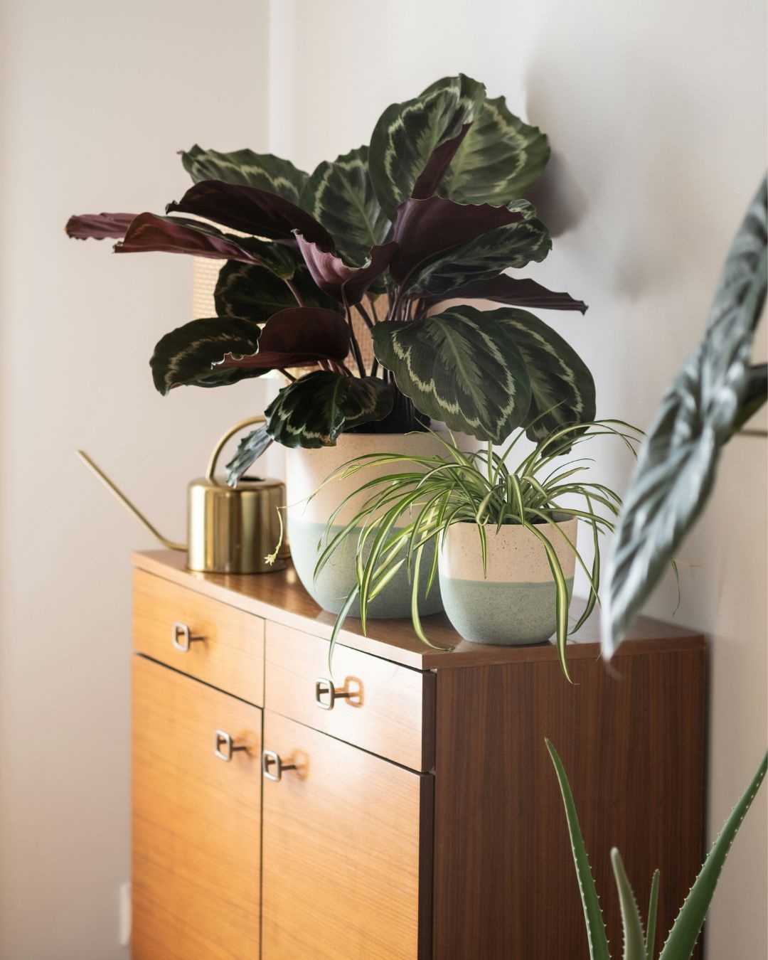 calathea medallion contexto
