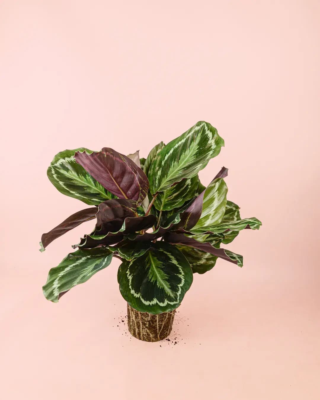 Calathea Medallion M - Pur Plant