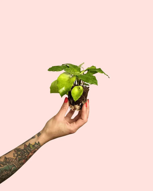 Calathea Network Mini - Pur Plant