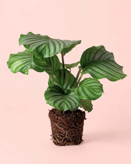 Calathea Orbifolia M - Pur Plant