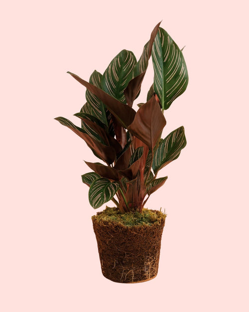 Calathea Ornata M - Pur Plant