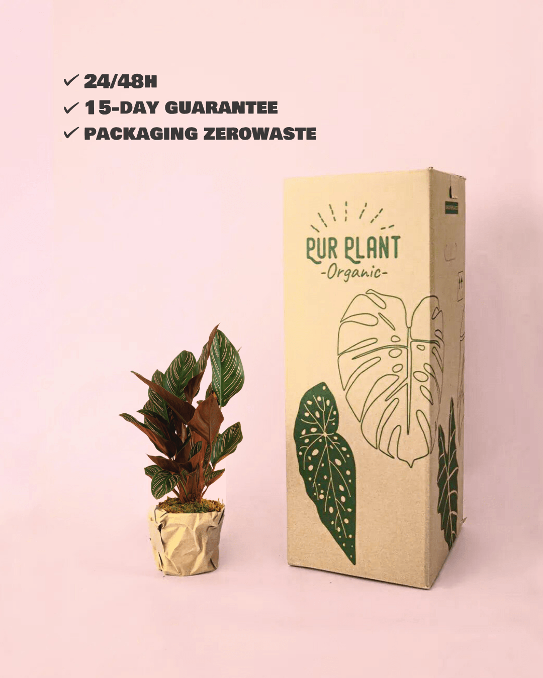 Calathea Ornata M - Pur Plant