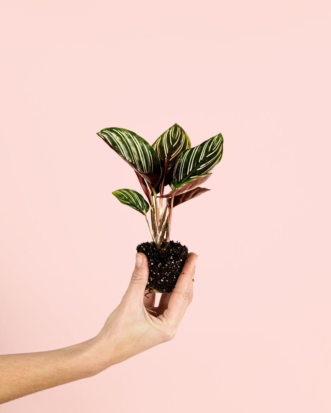 Calathea Ornata Mini - Pur Plant