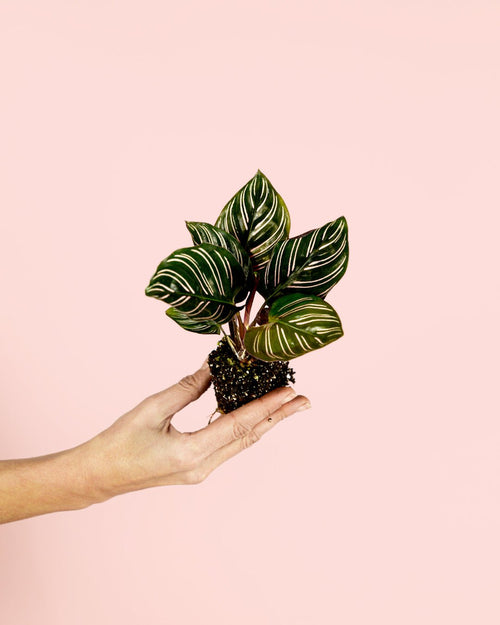 Calathea Ornata Mini - Pur Plant