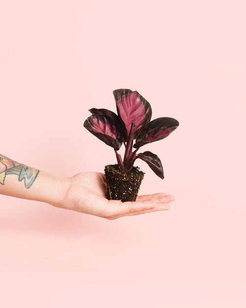 Calathea Roseopicta Rosy Mini - Pur Plant