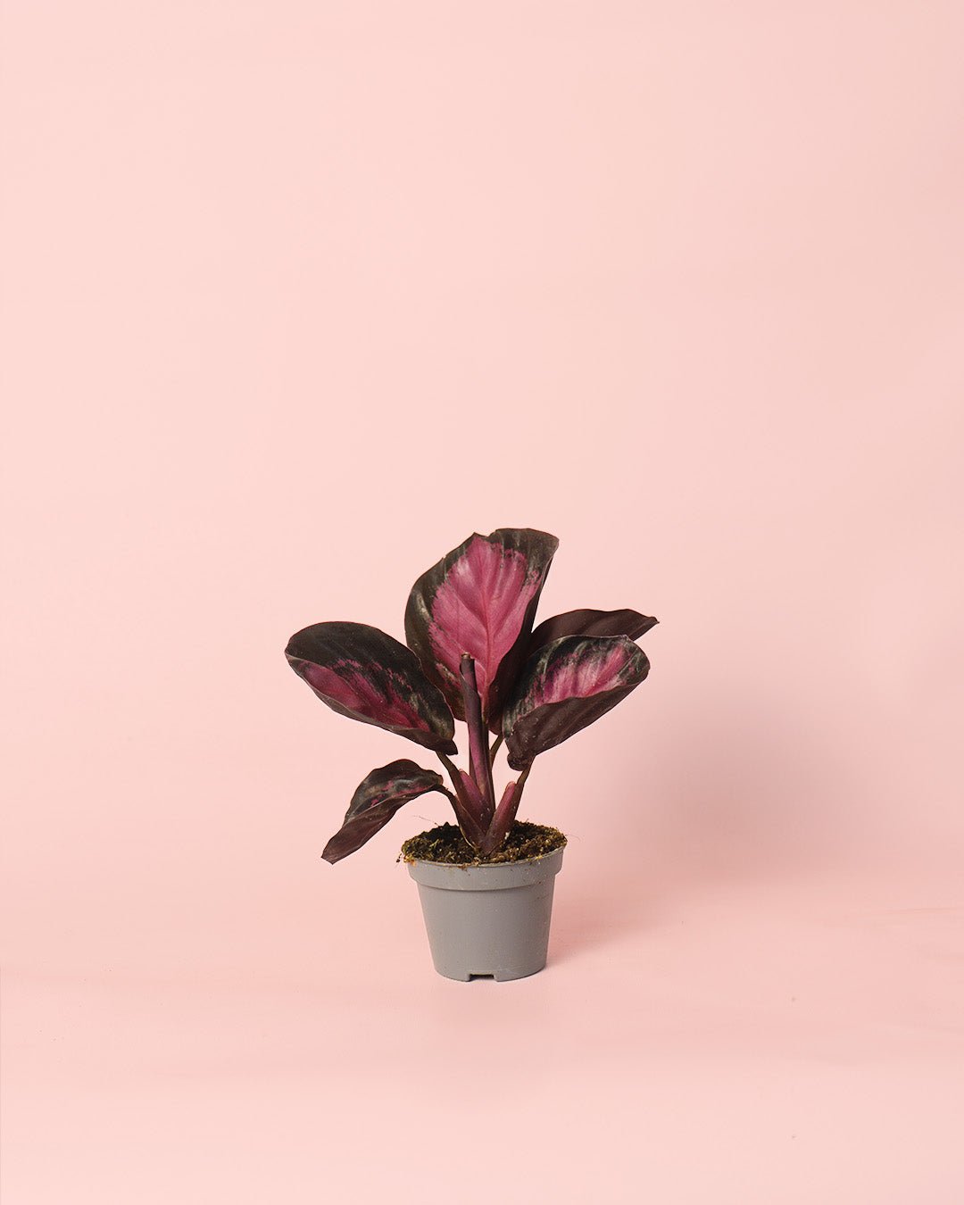 Calathea Roseopicta Rosy Mini - Pur Plant
