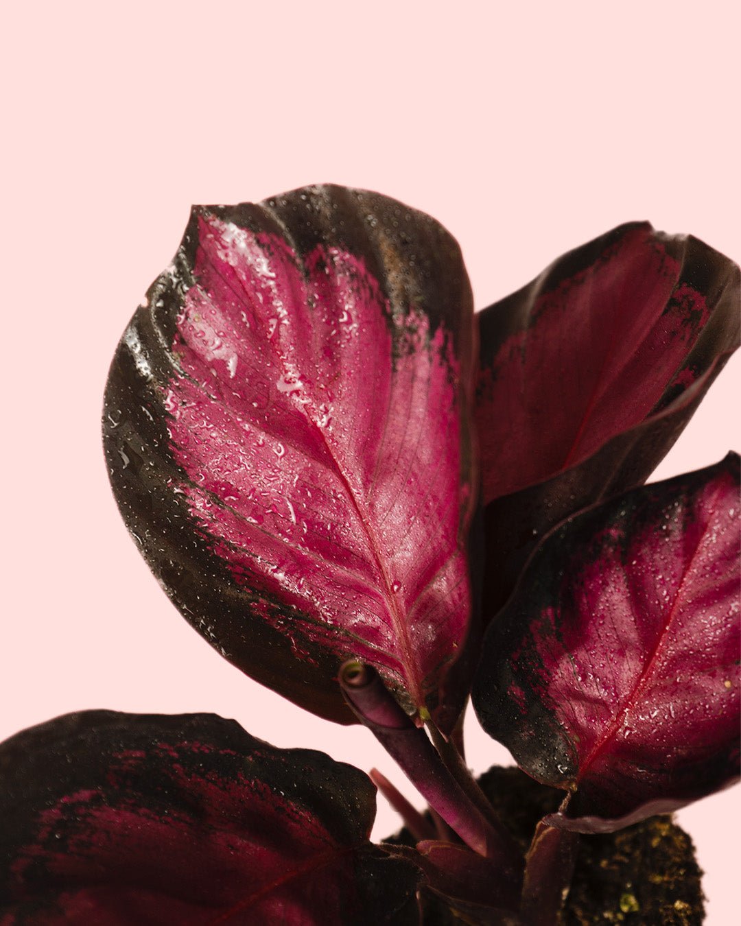 Calathea Roseopicta Rosy Mini - Pur Plant