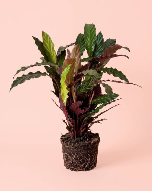 Calathea Rufibarba L - Pur Plant