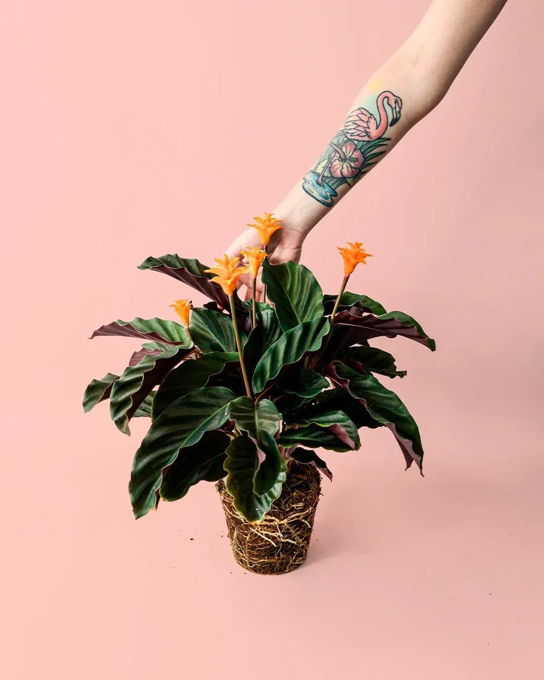 calathea-tassmania-planta