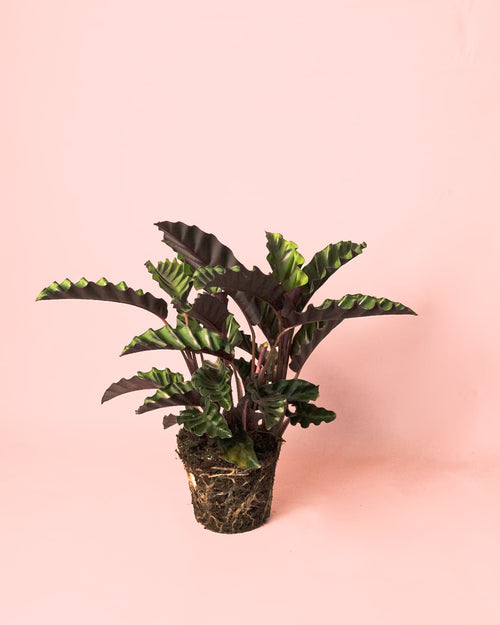 Calathea Velvet Glory M - Pur Plant