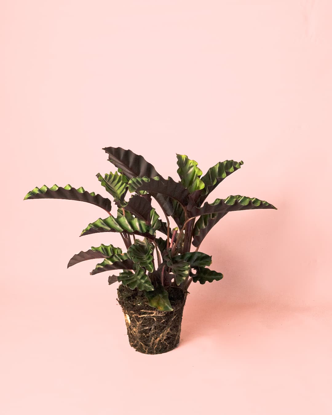 Calathea Velvet Glory M - Pur Plant