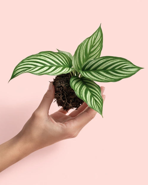 Calathea Vittata Mini - Pur Plant