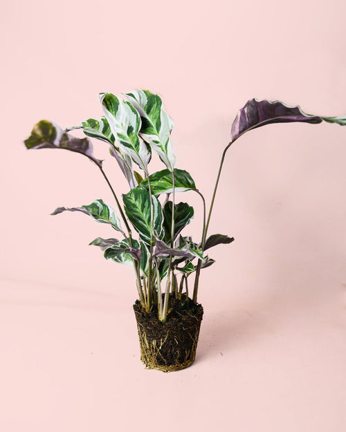 Calathea White Fusion M - Pur Plant