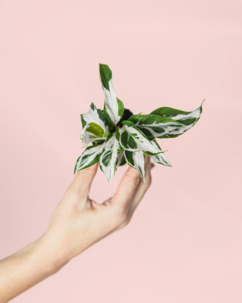 Calathea White Fusion Mini - Pur Plant