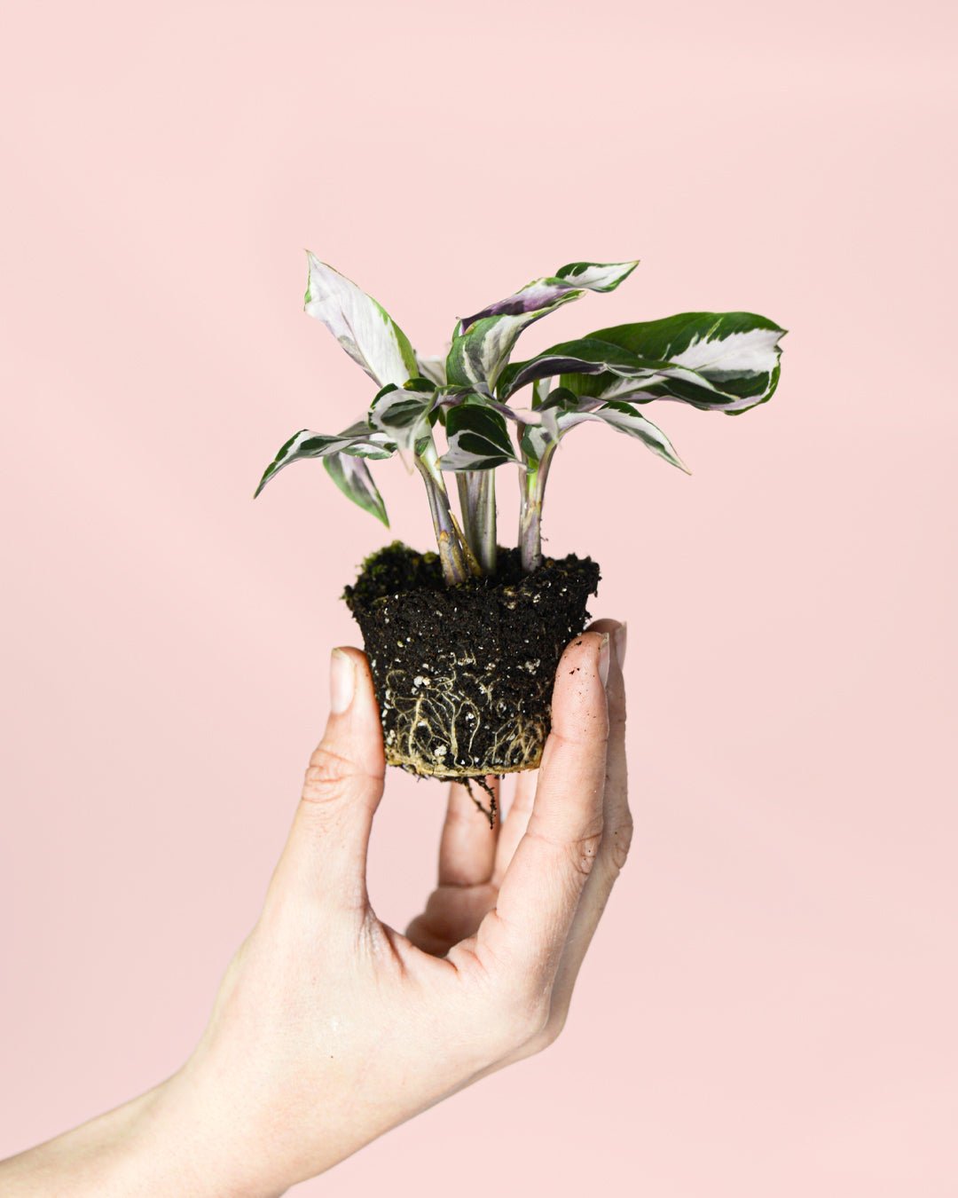 Calathea White Fusion Mini - Pur Plant