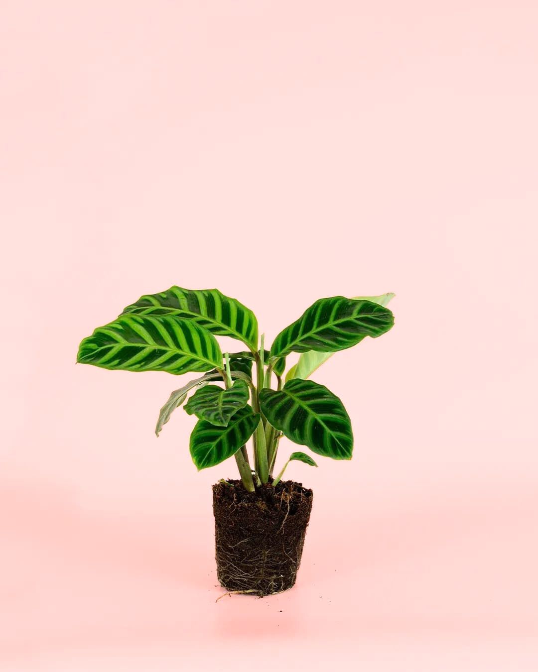 calathea zebrina